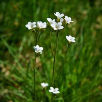 Diputación de Salamanca, Tiempo libre B612, Salamanca, ruta, senderismo, deporte, cultura, turismo, Diputación, montaña, sendero, gente, grupo, camino, caminar, Salandar, Naturaleza, vegetación, Naturaleza escondida, Frades de la Sierra, Endrinal, Monleón, entresierras, encinas, Sierra de Francia, Reserva de la Biosfera de las Sierras de Béjar y Francia, patrimonio, GR-181